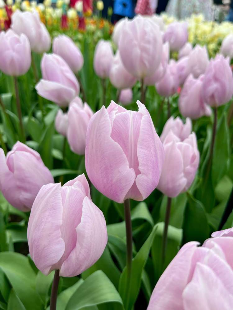 Tulpan 'Silver Cloud'